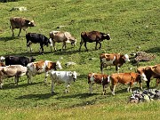 MONTE MINCUCCO (croce 1832 m - cima 2001 m) ad anello dal piano del Lago di Valmora il 17 luglio 2021 - FOTOGALLERY